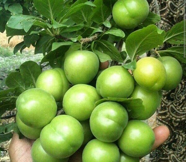عکس بهاری مخصوص پروفایل