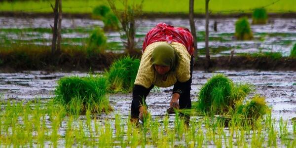 عکس سینا کشاورز
