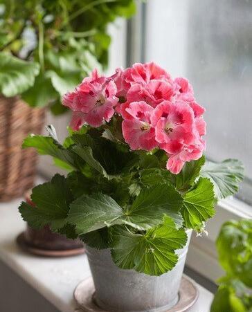 عکس گل های زیبای خانگی