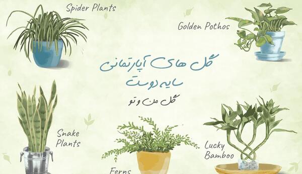عکس گل های زیبای خانگی