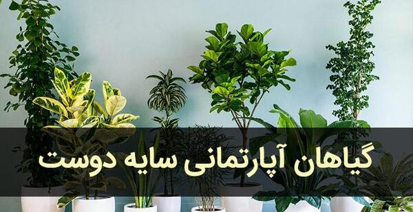 عکس گل های زیبای خانگی