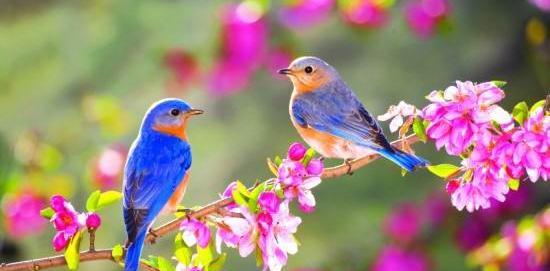 عکس پروفایل زیبای فصل بهار