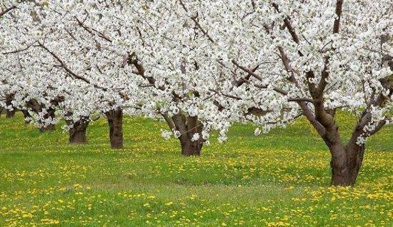 عکس پروفایل زیبای فصل بهار