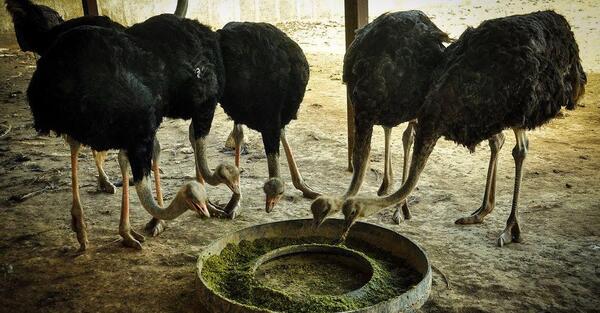 عکس شترمرغ یک ساله