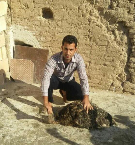 عکس شترمرغ یک ساله