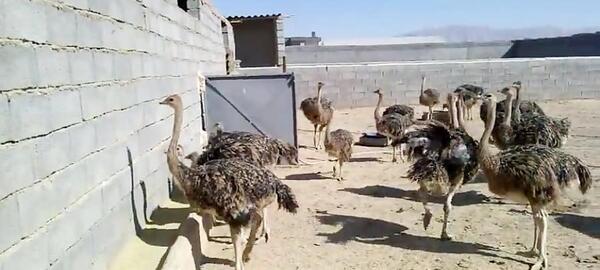 عکس شترمرغ یک ساله