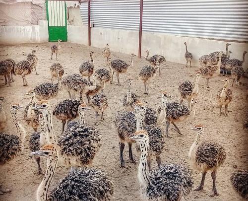عکس شترمرغ یک ساله