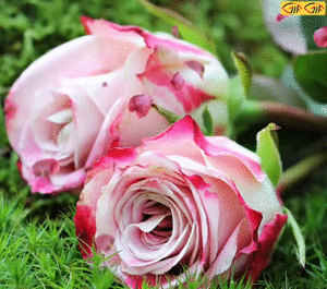 عکس دسته گل متحرک