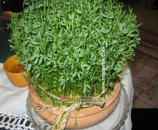 عکس سبزه عید در خانه