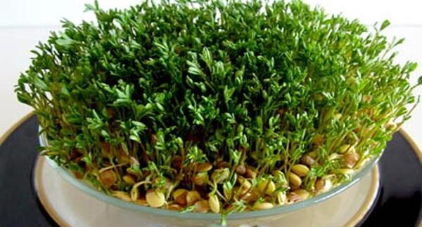 عکس سبزه عید در خانه