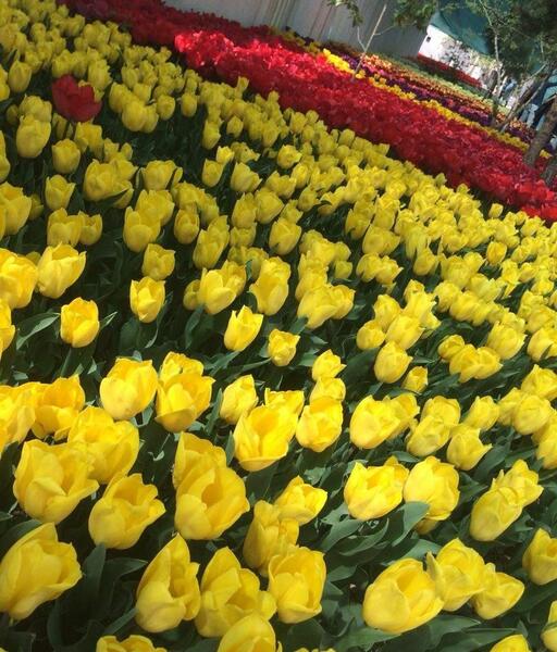عکس طبیعت زیبای فصل بهار