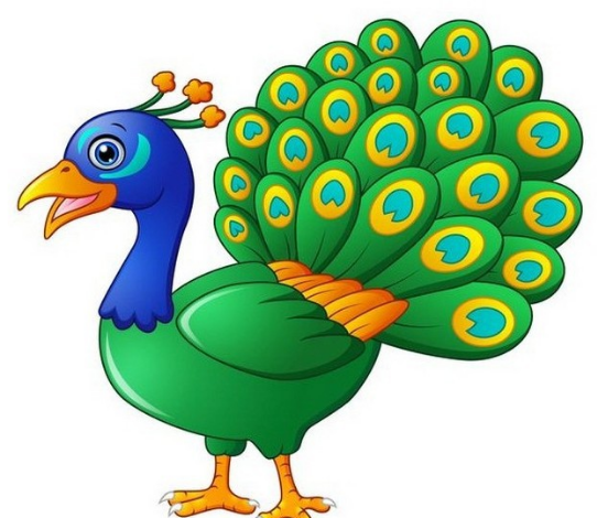 عکس طاووس ساده برای نقاشی