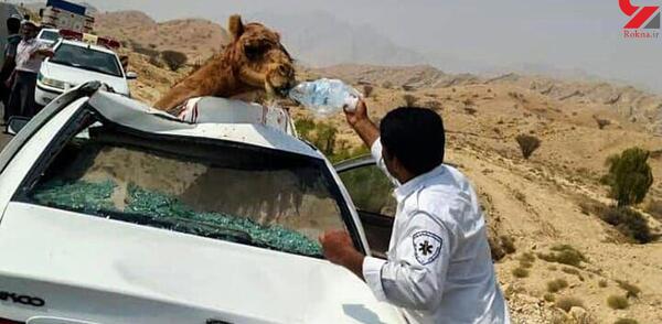 عکس شتر ترسناک