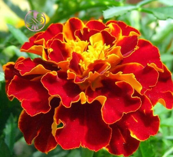 عکس گل جعفری