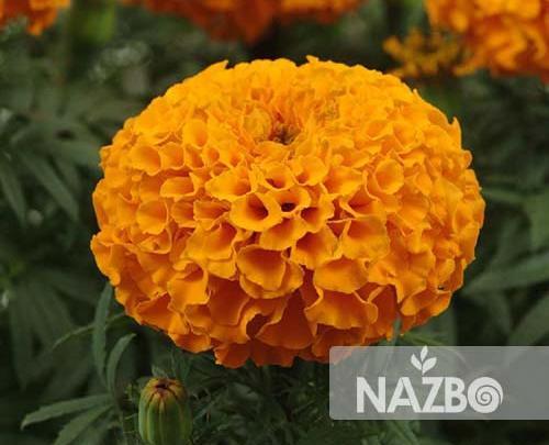 عکس گل جعفری