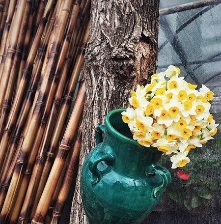 عکس نوشته گل نرگس با کیفیت بالا
