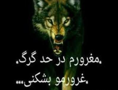 عکس غرور گرگ