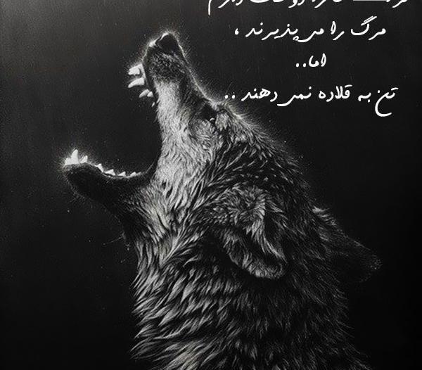 عکس غرور گرگ