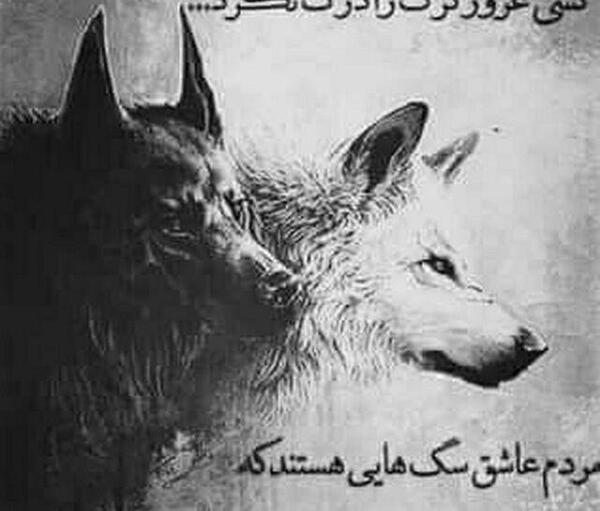 عکس غرور گرگ