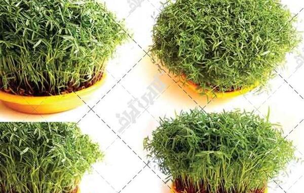 عکس سبزه عید با کیفیت