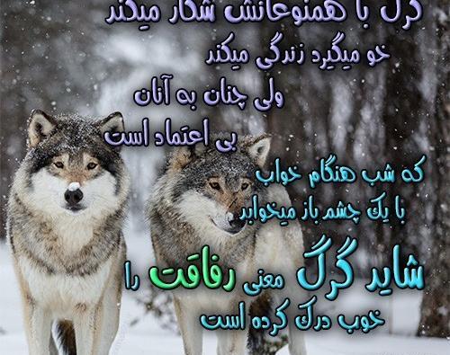 عکس نوشته زیبا گرگ