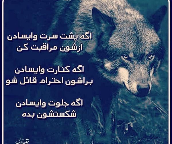 عکس نوشته زیبا گرگ