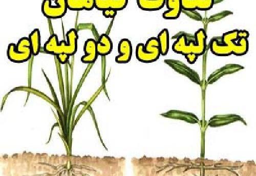 عکس گیاهان یک لپه