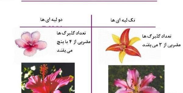 عکس گیاهان یک لپه