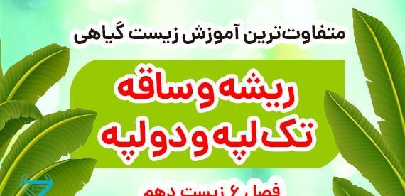 عکس گیاهان یک لپه