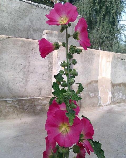 عکس گل ختمی