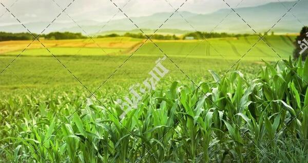 عکس زمین ذرت