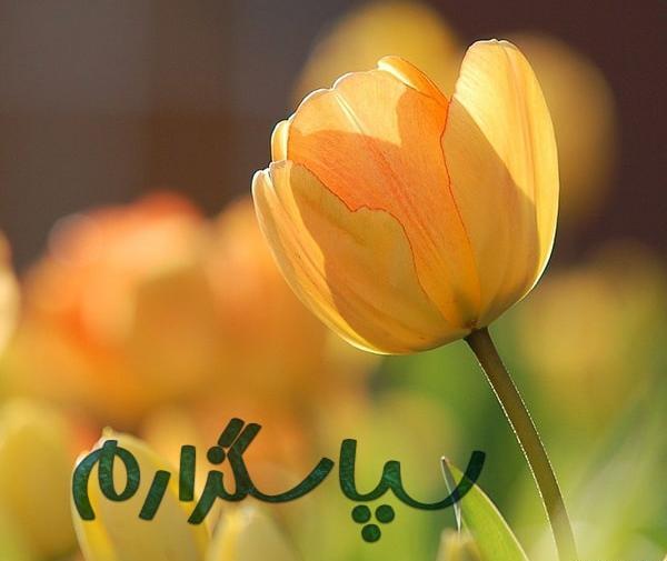عکس نوشته تقدیر و تشکر