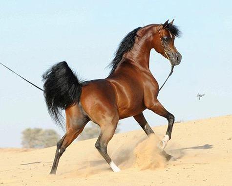 عکس اسب نژاد عرب