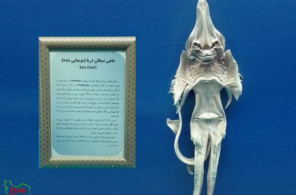 عکس شیطان ماهی در موزه مشهد