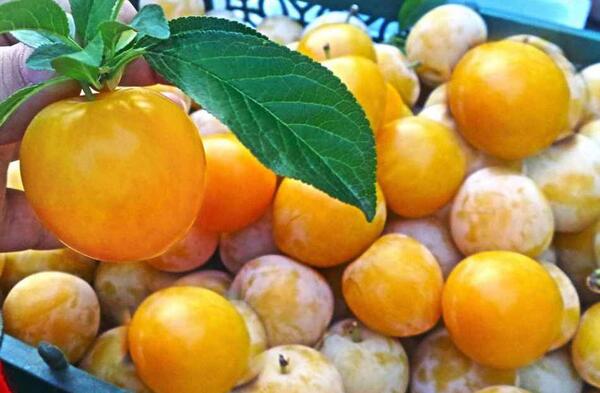 عکس آلو قطره طلا