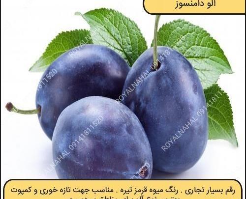 عکس آلو قطره طلا