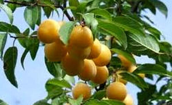عکس آلو قطره طلا
