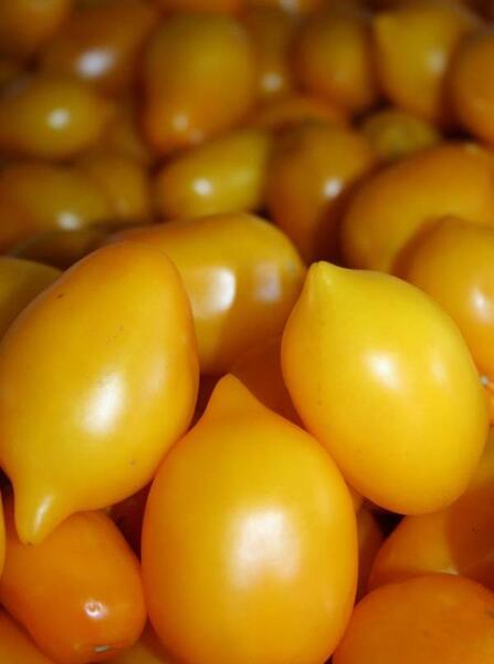 عکس آلو قطره طلا