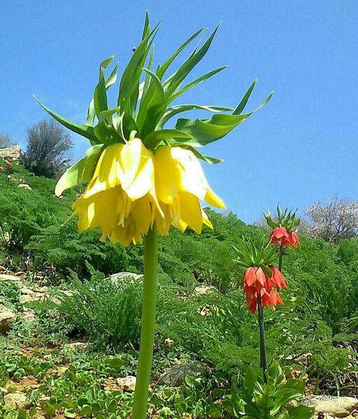 عکس گل لاله های واژگون