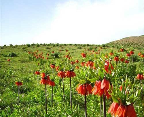 عکس گل لاله های واژگون