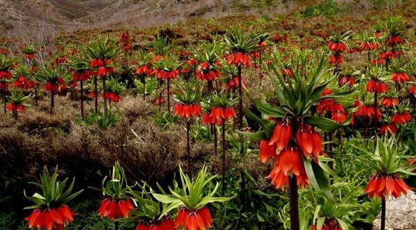 عکس گل لاله های واژگون