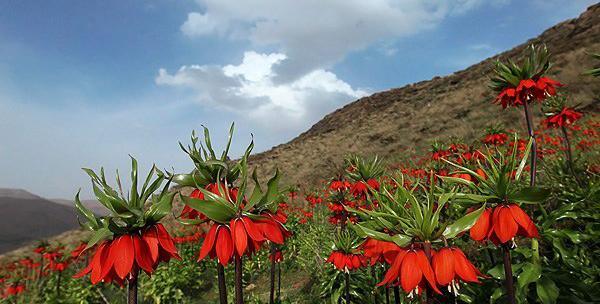 عکس گل لاله های واژگون