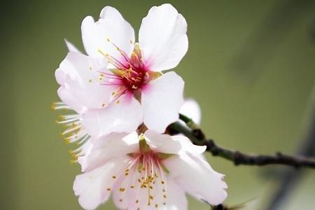 عکس بهاری واسه پروفایل