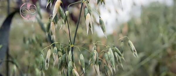 عکس گیاه جو دوسر