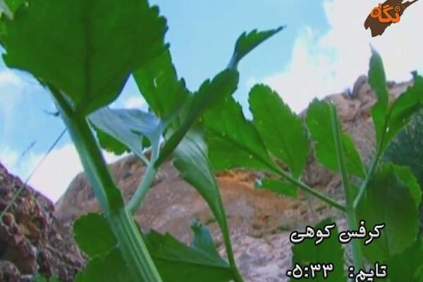عکس گیاه کرفس کوهی