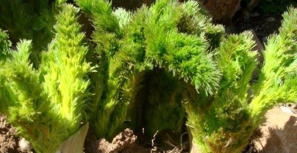 عکس گیاه کرفس کوهی