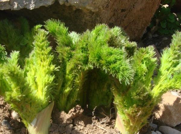عکس گیاه کرفس کوهی