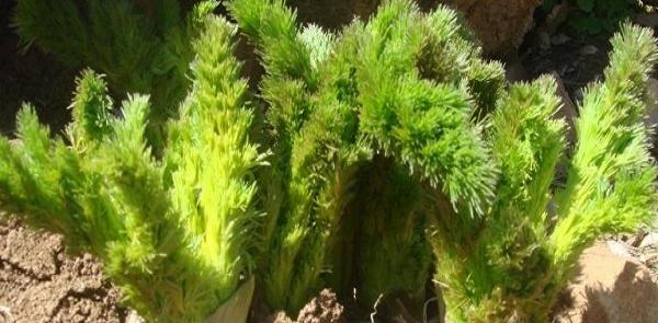 عکس گیاه کرفس کوهی