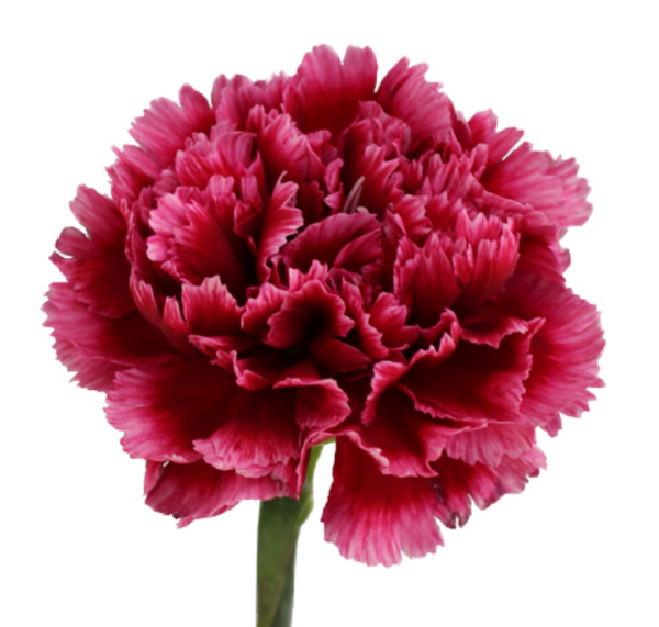 عکس گل میخک