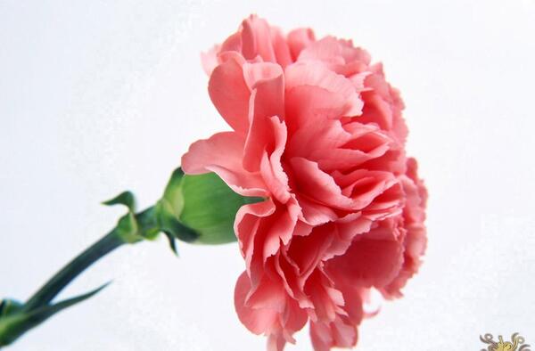 عکس گل میخک